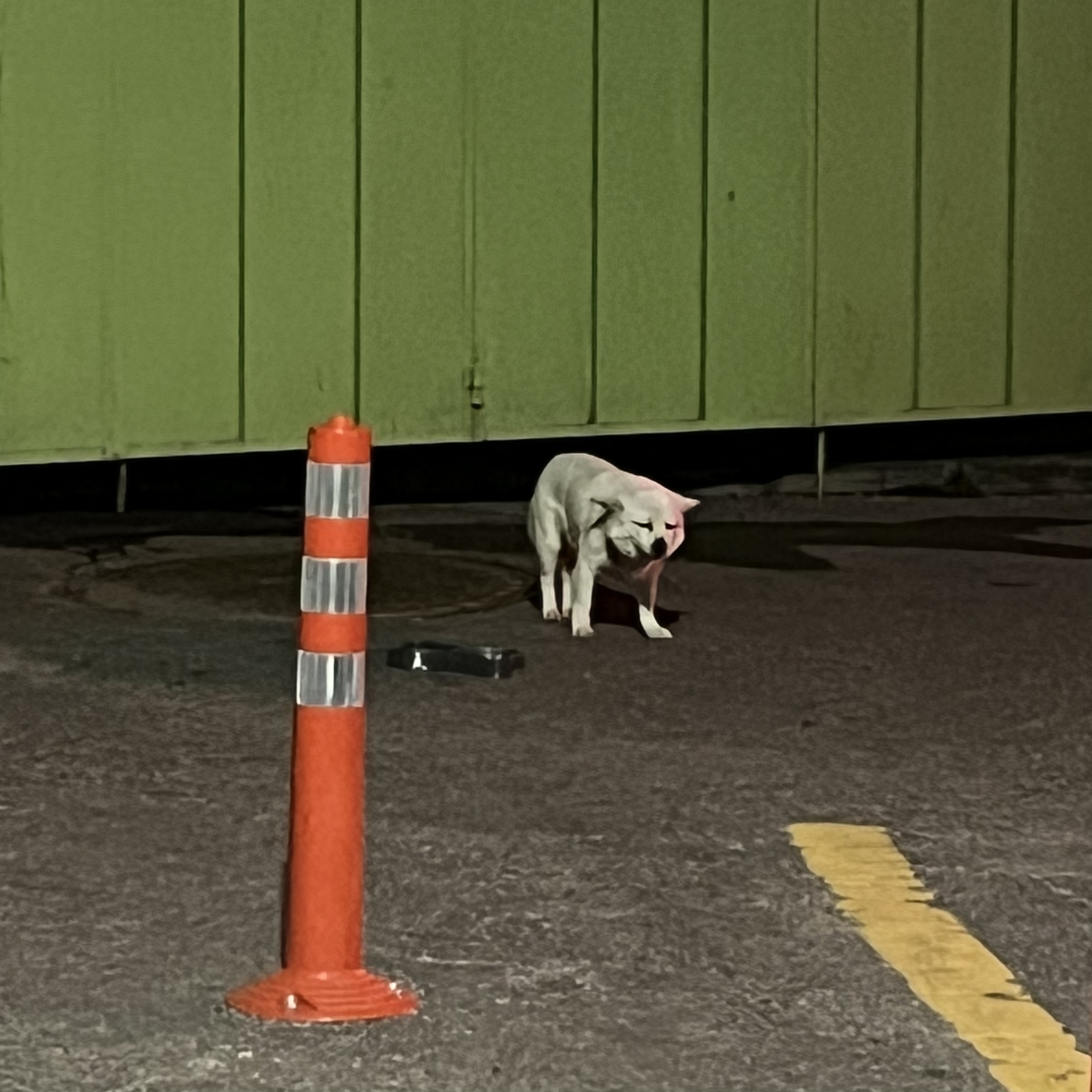 금천구/ 시흥동/ 유기견 4번째 사진