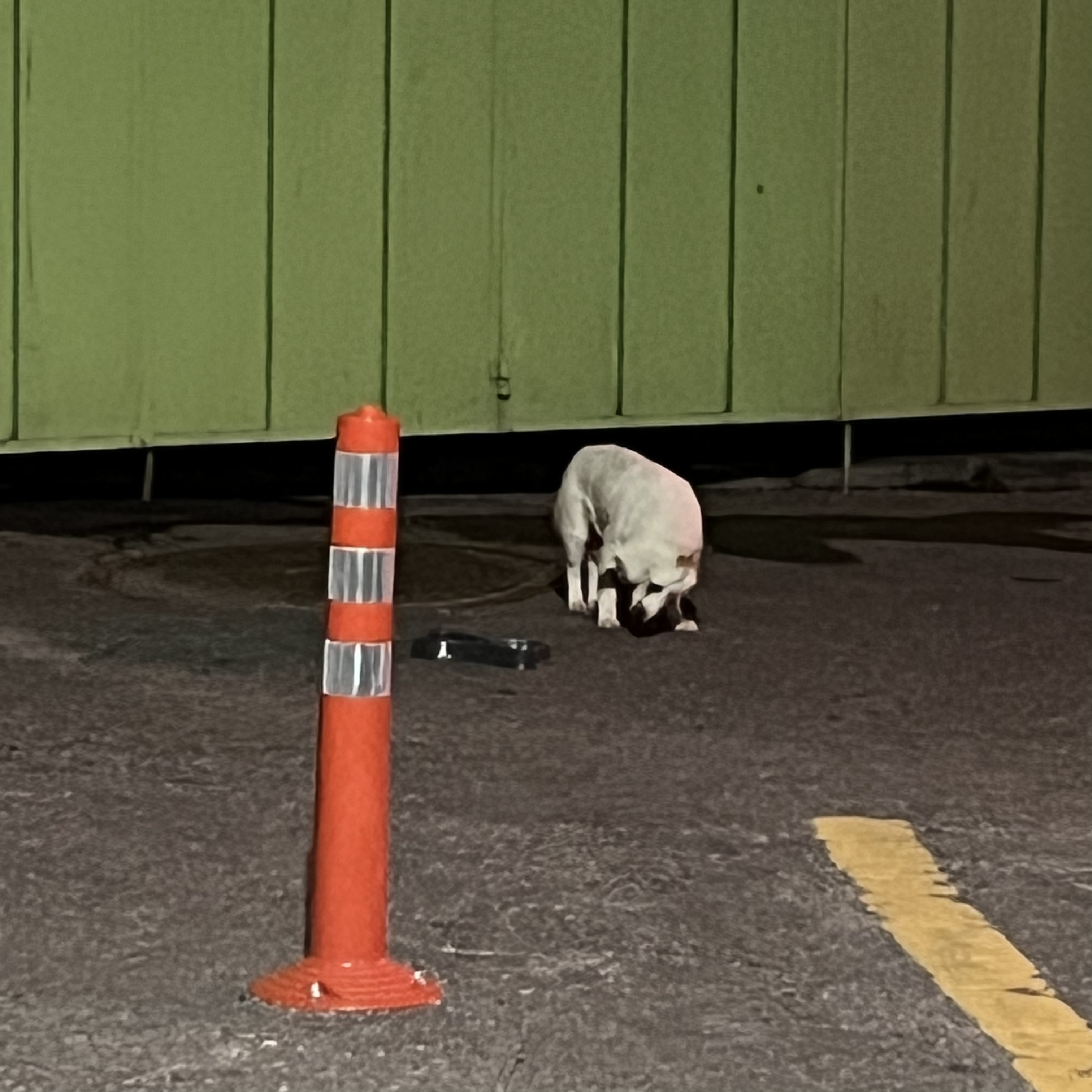 금천구/ 시흥동/ 유기견 5번째 사진