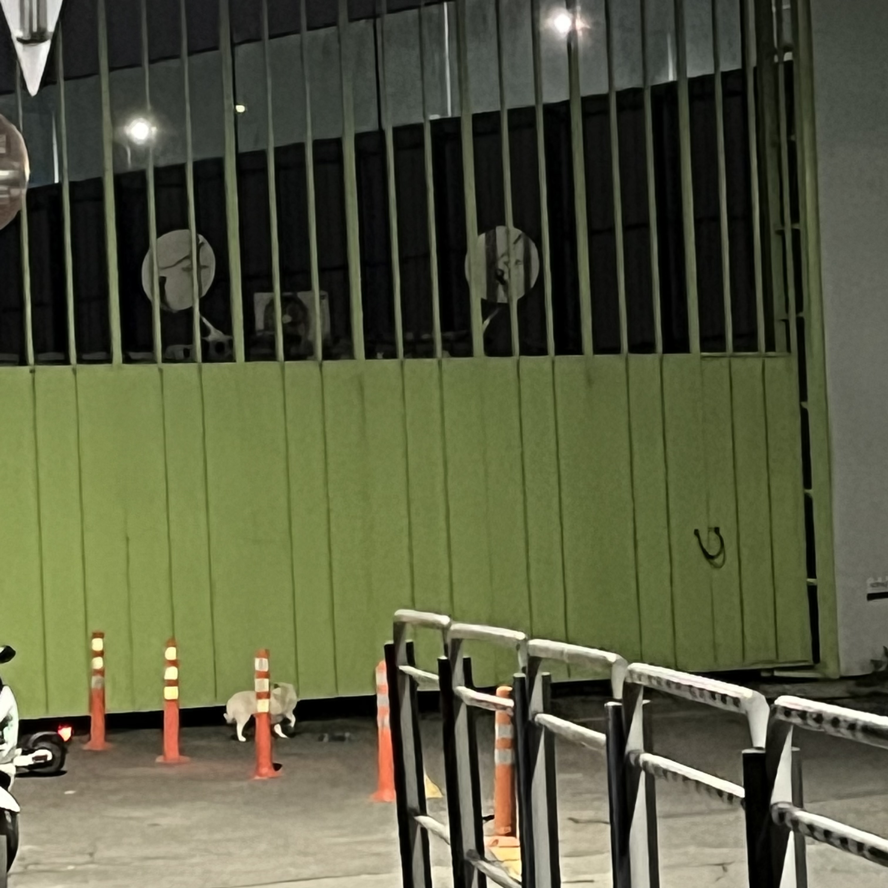 금천구/ 시흥동/ 유기견 6번째 사진