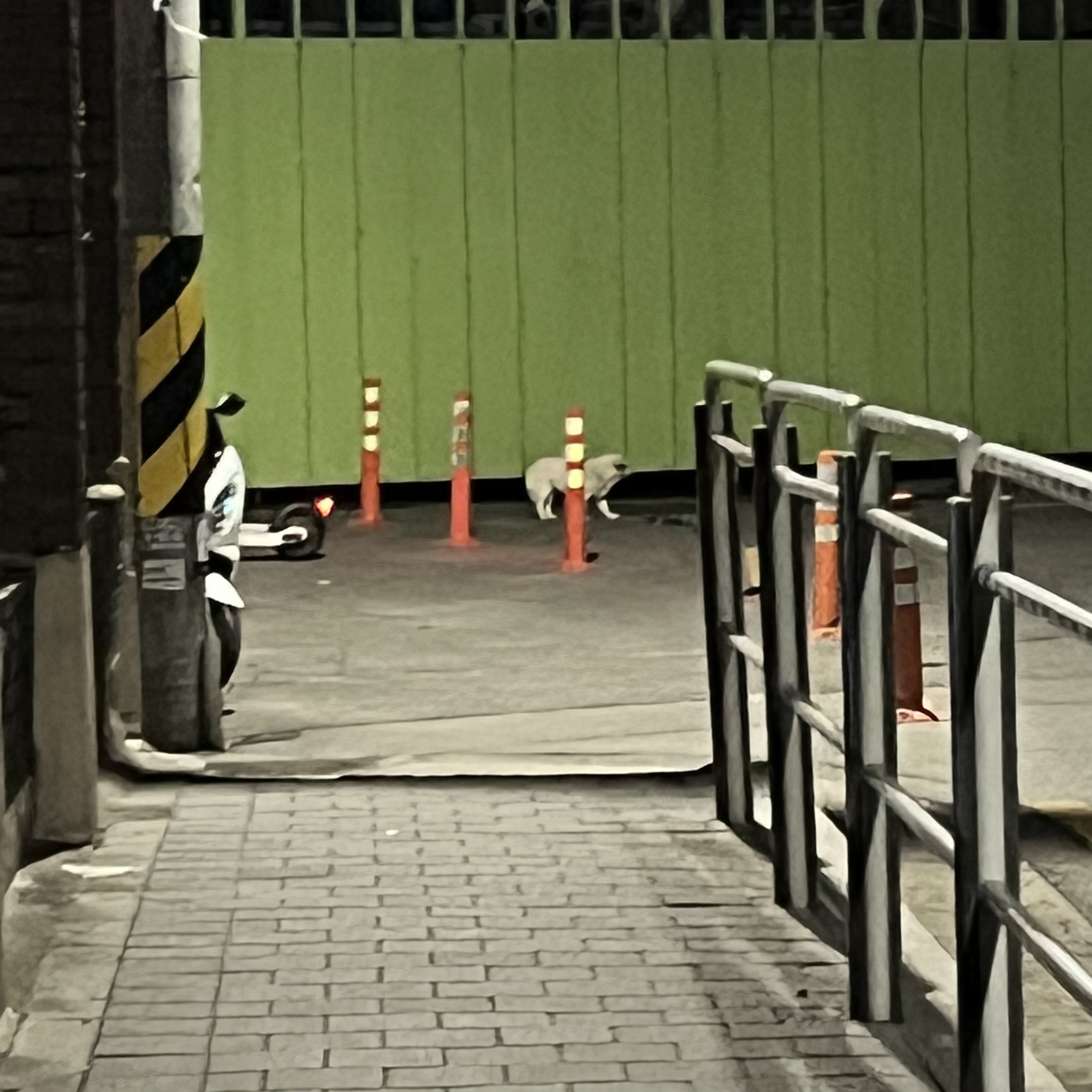 금천구/ 시흥동/ 유기견 3번째 사진