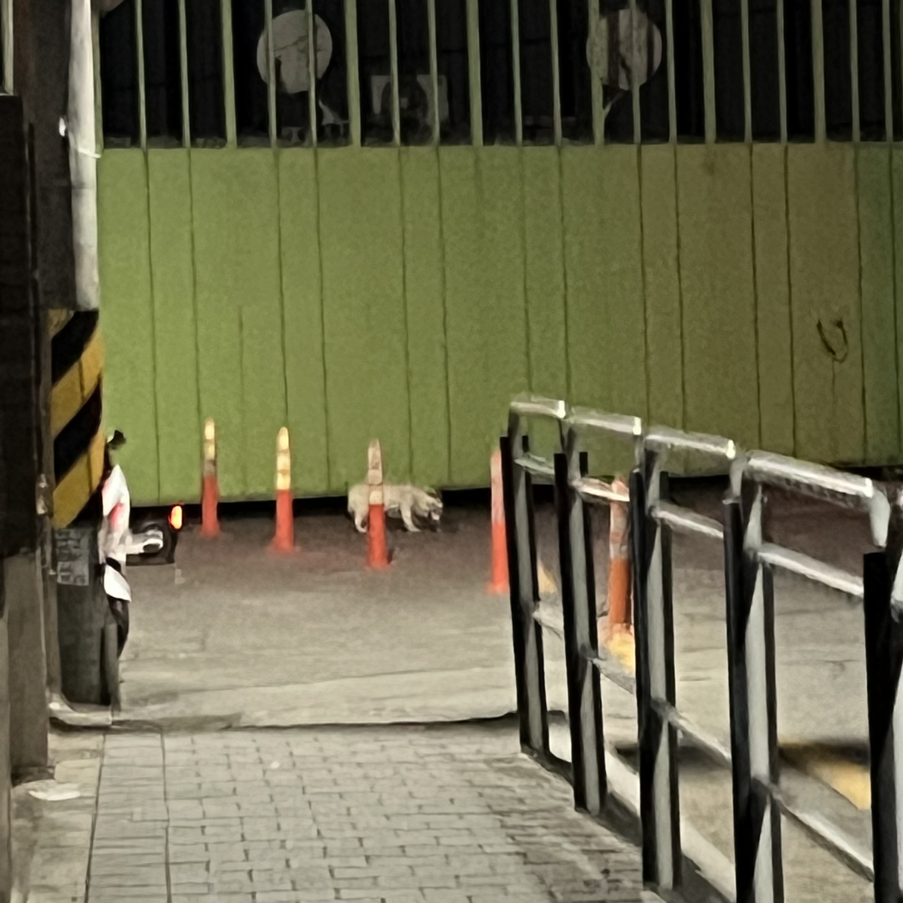 금천구/ 시흥동/ 유기견