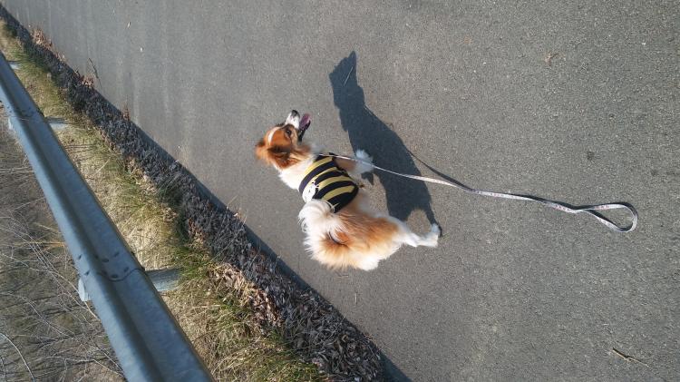 믹스견 수컷을 찾습니다 - 보호중이예요 - 유기견 보호 센터 - 이미지 2