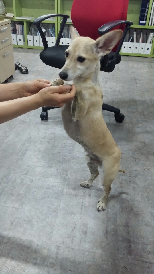 귀가 무척 큰 믹스견 주인을 찾습니다