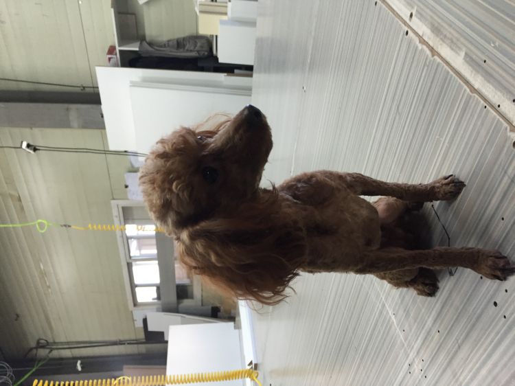 유기동물 발견 신고 | 강아지 고양이 구조 보호중 - 펫찾기 4번째 사진