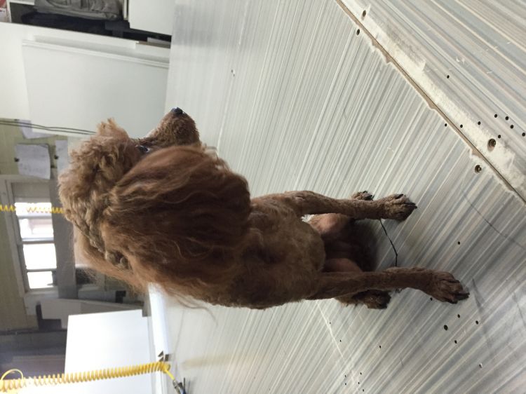 유기동물 발견 신고 | 강아지 고양이 구조 보호중 - 펫찾기 6번째 사진