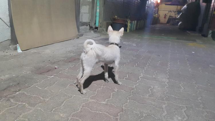 서울 동대문구 용두동에서 1살추정 중성화안된 포메 수컷 임보중 - 보호중이예요 - 유기견 보호 센터 - 이미지 4