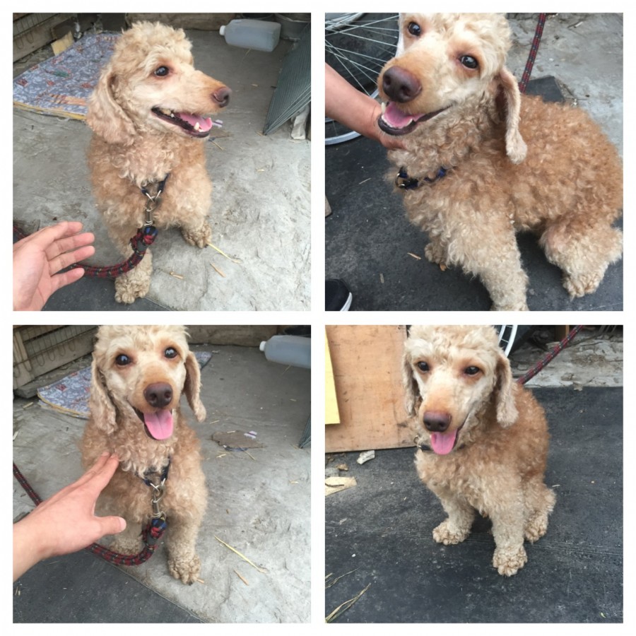 갈색 푸들 한마리를 보호하고 있습니다.