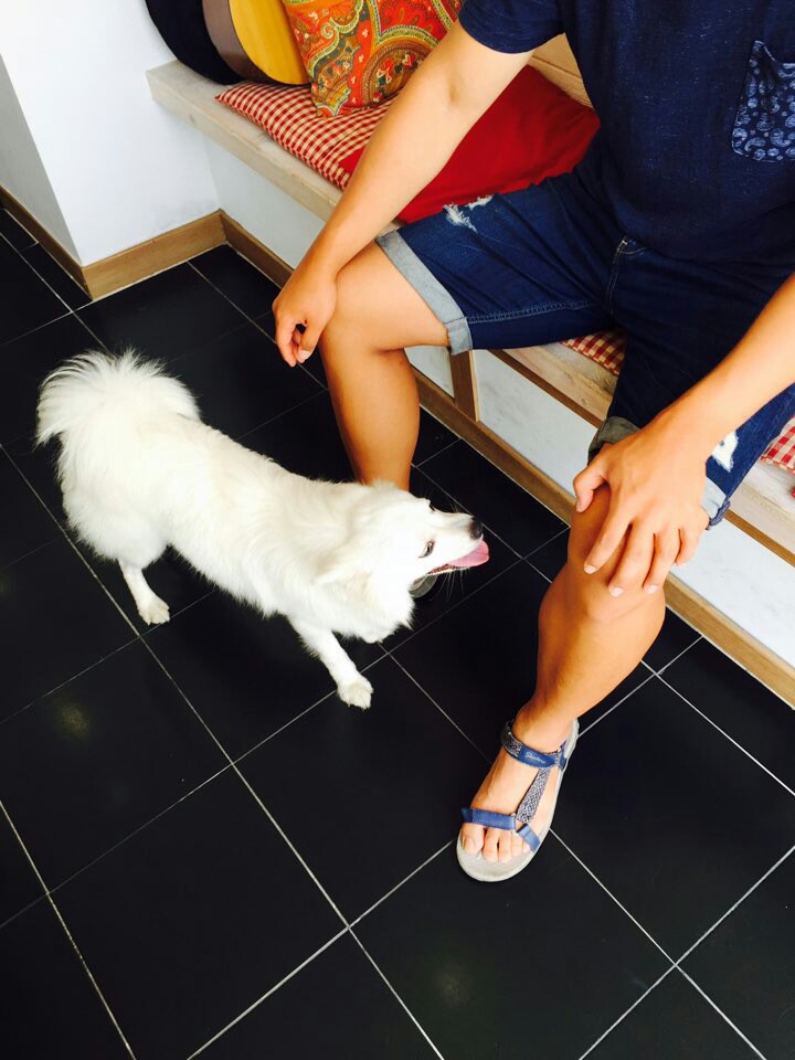 경북 경산시 조영동 스피츠 임보중입니다. - 보호중이예요 - 유기견 보호 센터 - 이미지 5