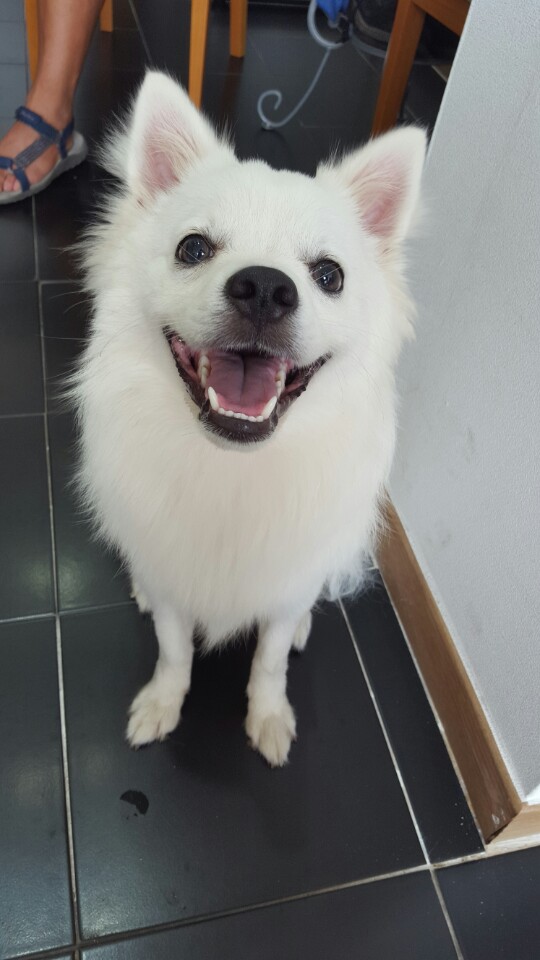 경북 경산시 조영동 스피츠 임보중입니다. - 보호중이예요 - 유기견 보호 센터 - 이미지 4