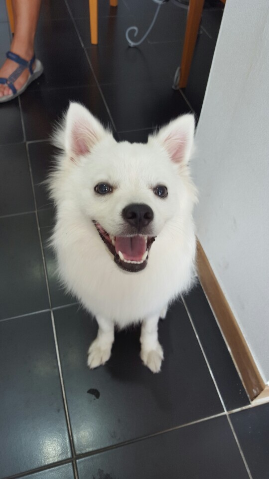 경북 경산시 조영동 스피츠 임보중입니다. - 보호중이예요 - 유기견 보호 센터 - 이미지 2