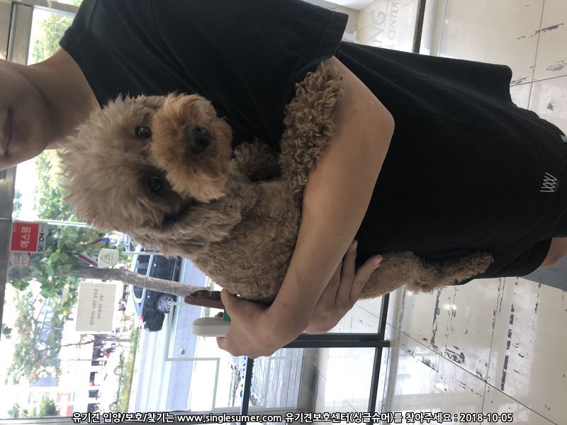 가슴에 하얀털있는 푸들보호중입니다