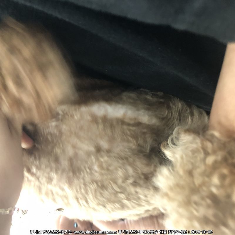 가슴에 하얀털있는 푸들보호중입니다 2번째 사진