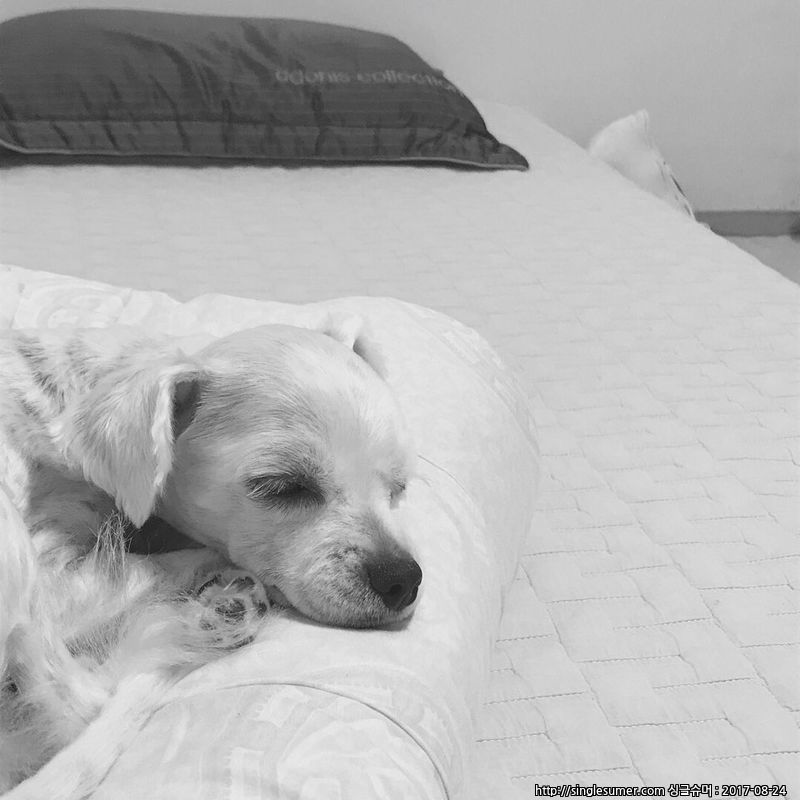 유기동물 발견 신고 | 강아지 고양이 구조 보호중 - 펫찾기 31번째 사진