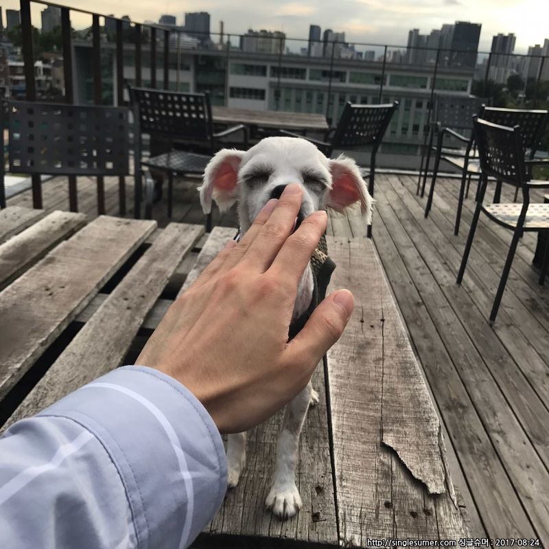 유기동물 발견 신고 | 강아지 고양이 구조 보호중 - 펫찾기 33번째 사진