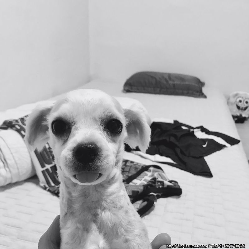 유기동물 발견 신고 | 강아지 고양이 구조 보호중 - 펫찾기 32번째 사진