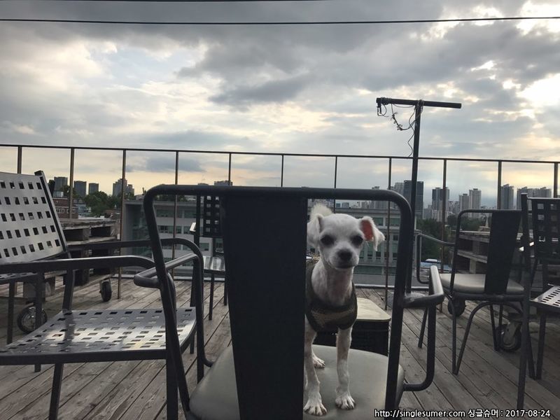 유기동물 발견 신고 | 강아지 고양이 구조 보호중 - 펫찾기 30번째 사진