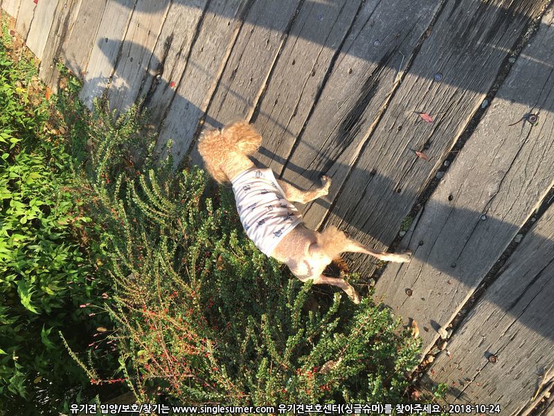 전농동사거리 인도에서 갈색푸들이 혼자 있어서 2번째 사진