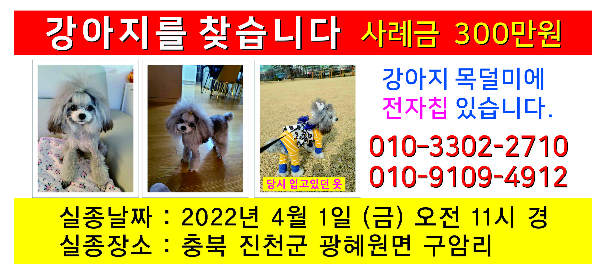 강아지를찿습니다