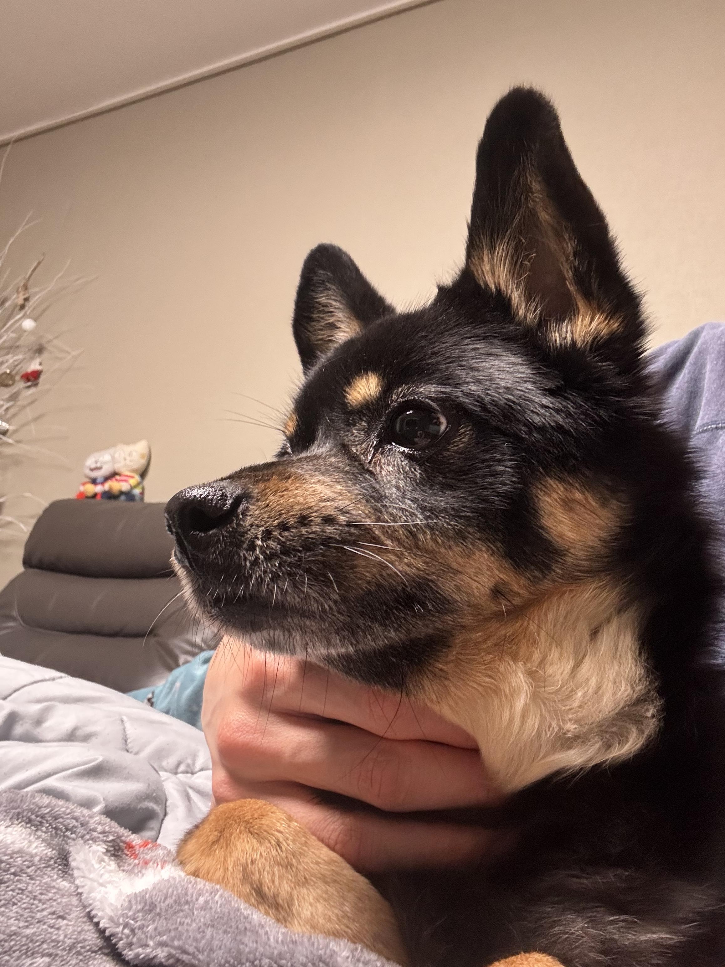 인천 영종도 운서종 까만 개 발견 2번째 사진