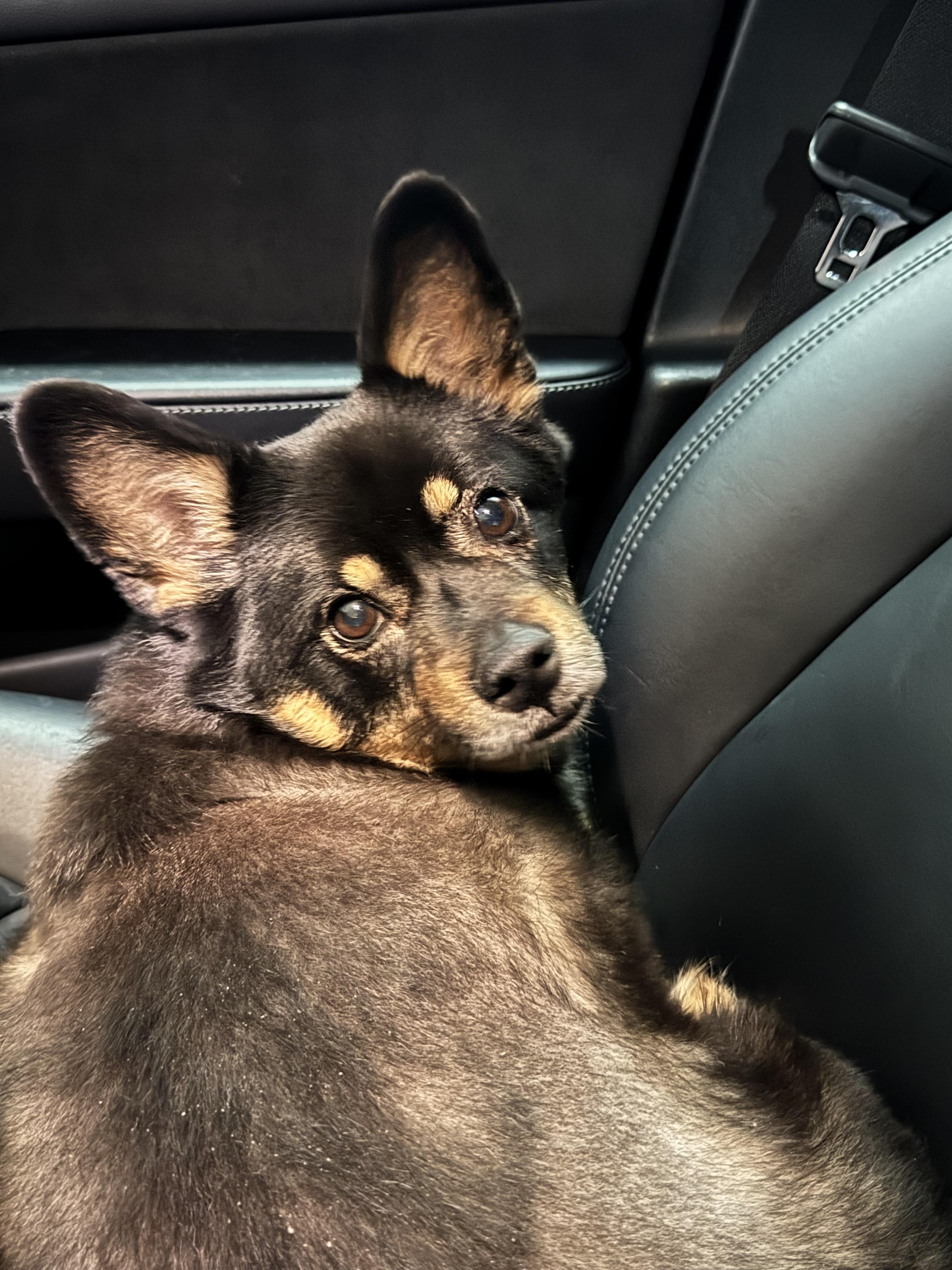 인천 영종도 운서종 까만 개 발견 5번째 사진