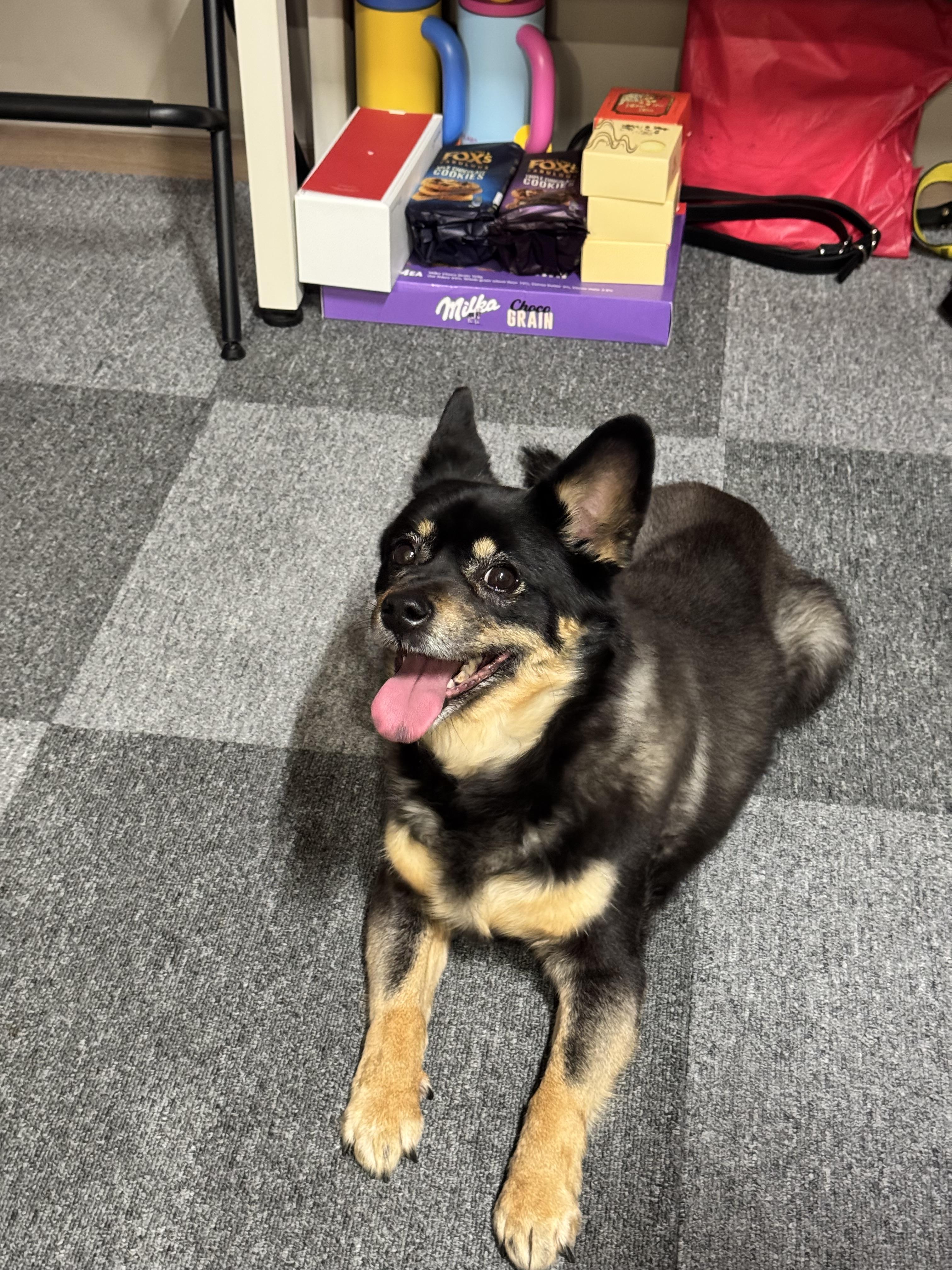 인천 영종도 운서종 까만 개 발견 4번째 사진