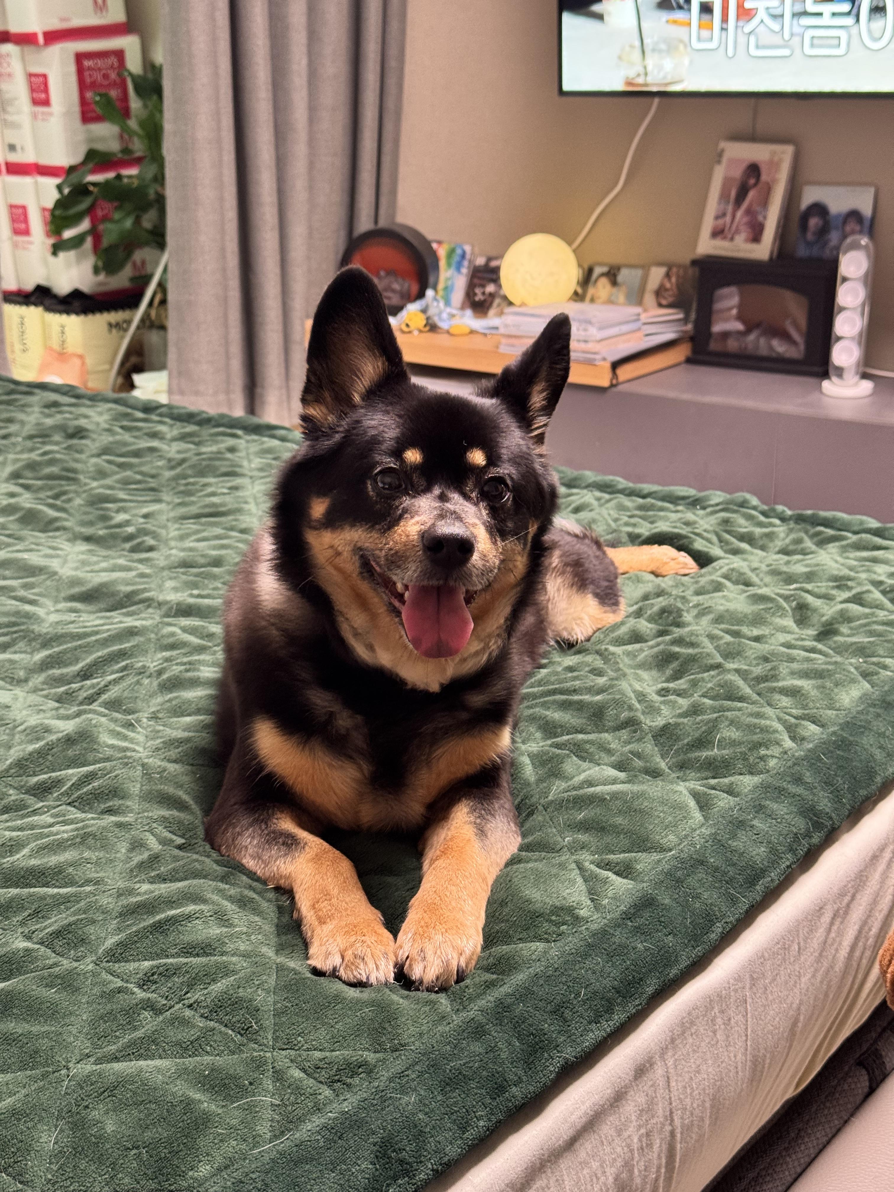 인천 영종도 운서종 까만 개 발견