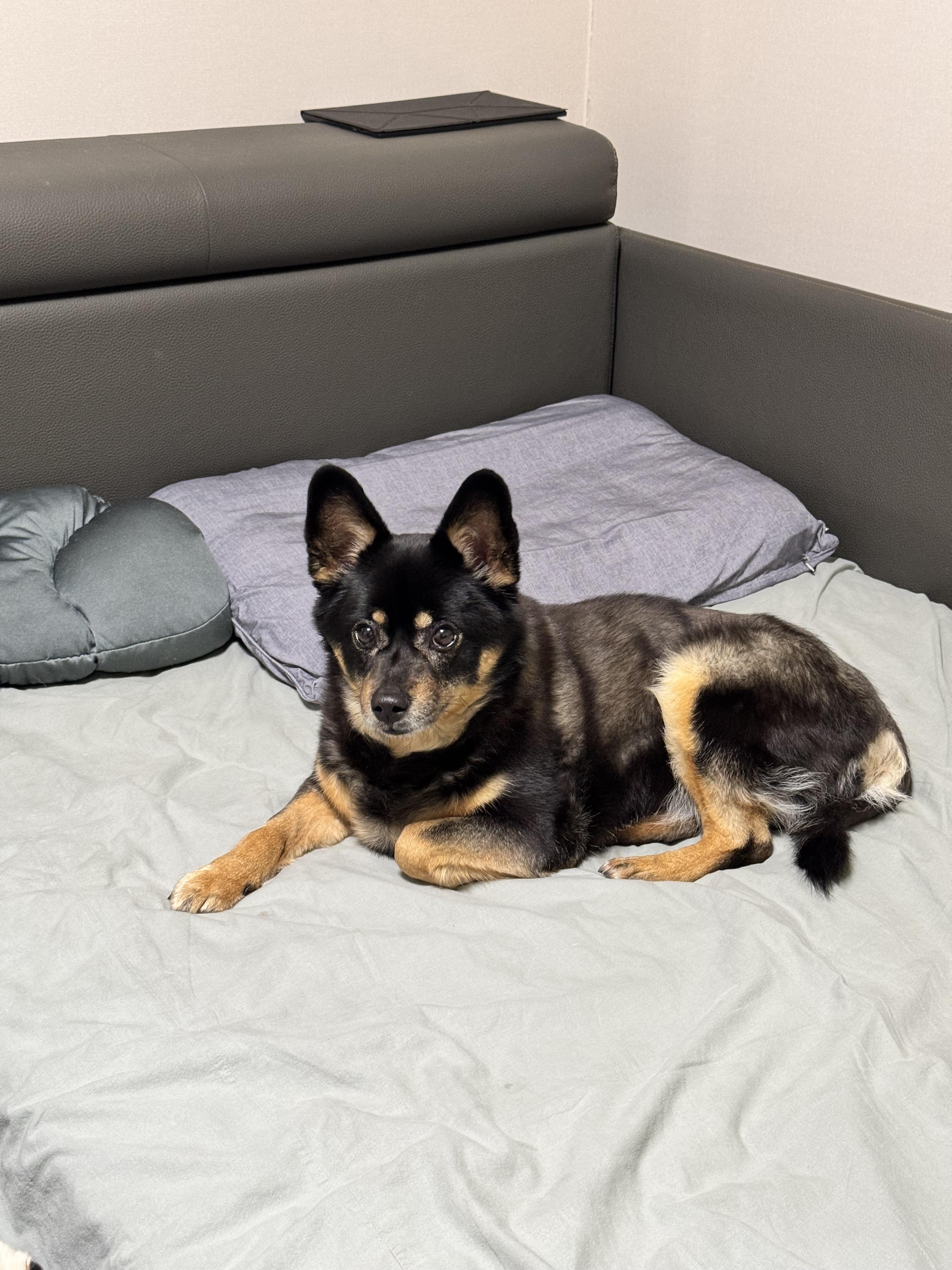 인천 영종도 운서종 까만 개 발견 3번째 사진