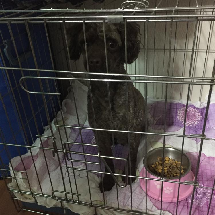 수원 푸들 수컷 강아지 보호하고잇어요 2번째 사진