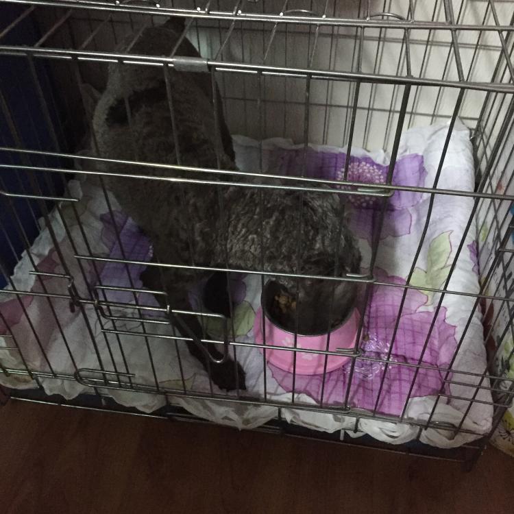 수원 푸들 수컷 강아지 보호하고잇어요 3번째 사진