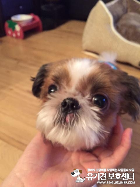 유기동물 발견 신고 | 강아지 고양이 구조 보호중 - 펫찾기