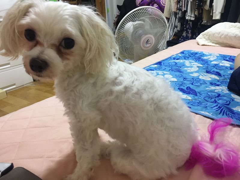 유기동물 발견 신고 | 강아지 고양이 구조 보호중 - 펫찾기 28번째 사진