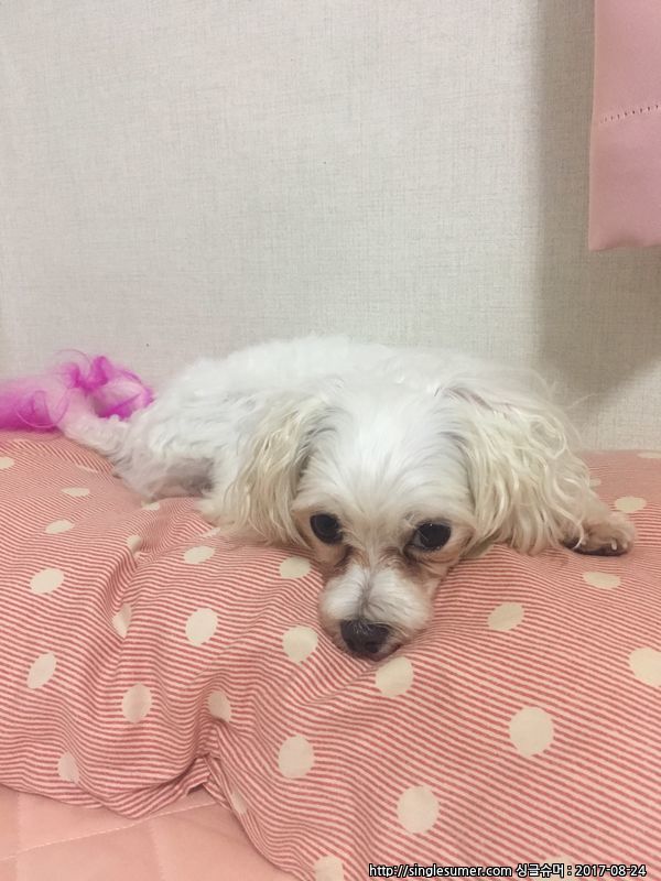 유기동물 발견 신고 | 강아지 고양이 구조 보호중 - 펫찾기 29번째 사진