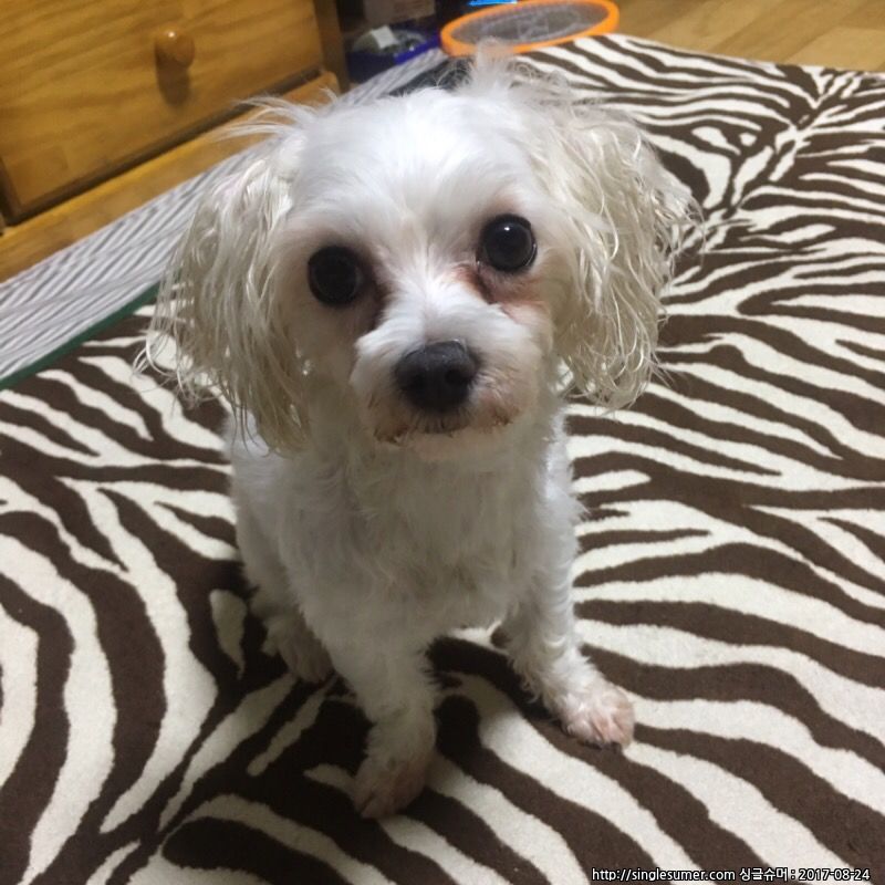 유기동물 발견 신고 | 강아지 고양이 구조 보호중 - 펫찾기 27번째 사진