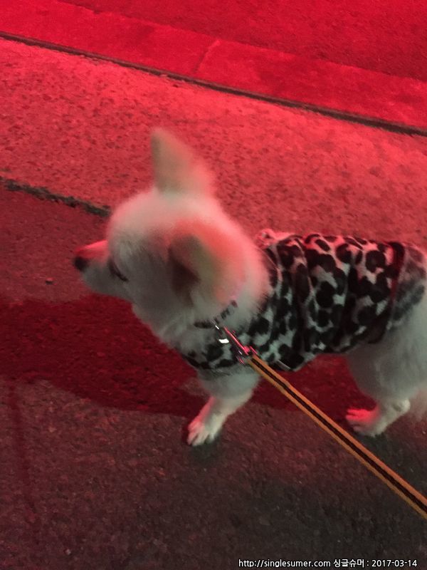 유기동물 발견 신고 | 강아지 고양이 구조 보호중 - 펫찾기 36번째 사진