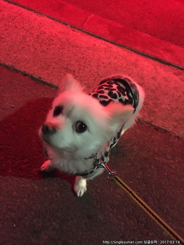 유기동물 발견 신고 | 강아지 고양이 구조 보호중 - 펫찾기 35번째 사진