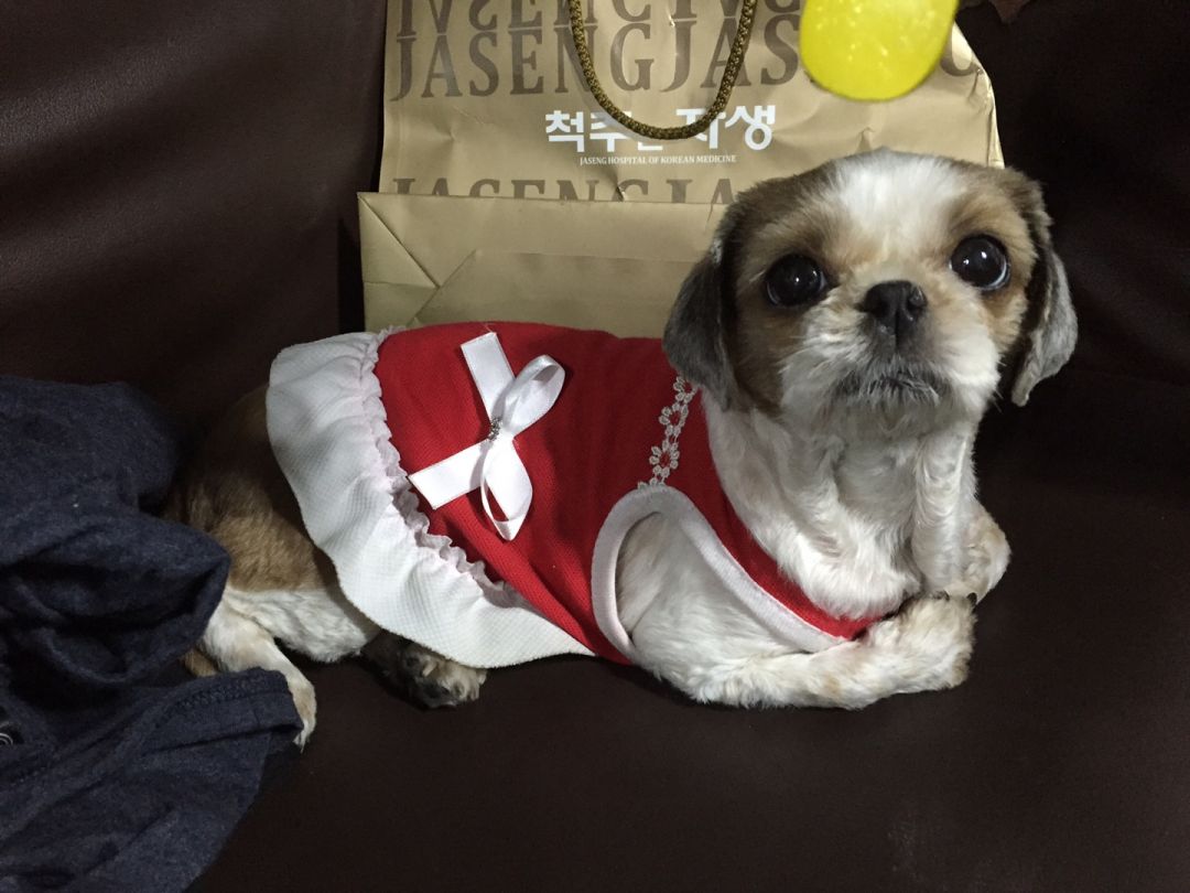 서울시 광진구 시츄 임시보호중입니다. - 보호중이예요 - 유기견 보호 센터 - 이미지 3