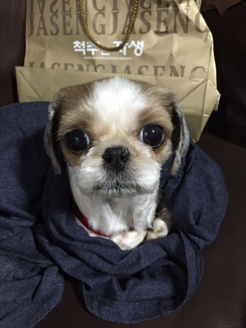 서울시 광진구 시츄 임시보호중입니다. - 보호중이예요 - 유기견 보호 센터 - 이미지 2