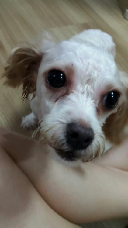 김포 장기동 강아지 주인 찾습니다. 2번째 사진