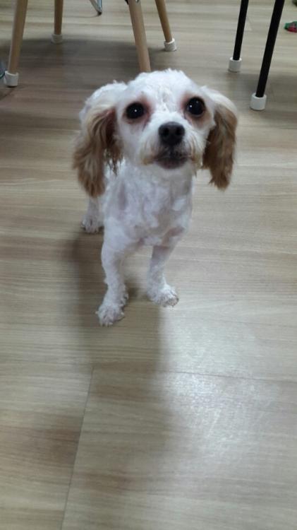 김포 장기동 강아지 주인 찾습니다.