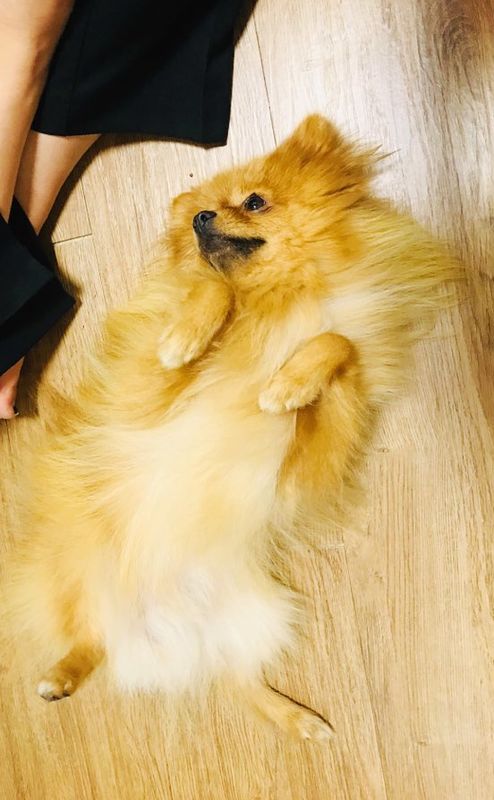 충주 교통대에서 갈색포메 발견했습니다 (완료) 3번째 사진