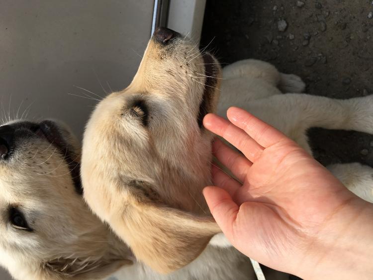 경기도 분당 불곡산 정상에서 래브라도 리트리버 남매를 발견했습니다. 2번째 사진