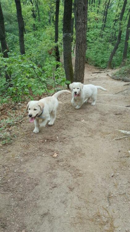 경기도 분당 불곡산 정상에서 래브라도 리트리버 남매를 발견했습니다. 4번째 사진