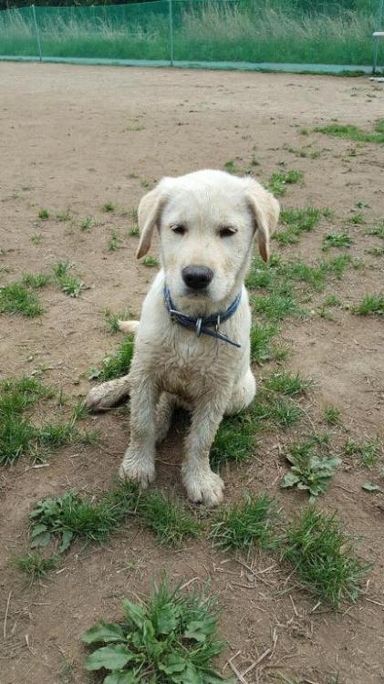 경기도 분당 불곡산 정상에서 래브라도 리트리버 남매를 발견했습니다.