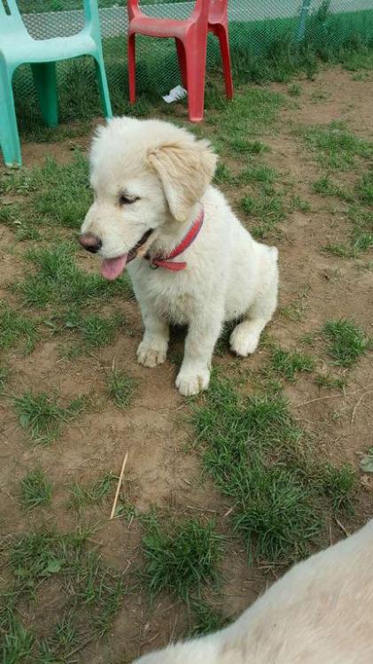 경기도 분당 불곡산 정상에서 래브라도 리트리버 남매를 발견했습니다. 3번째 사진