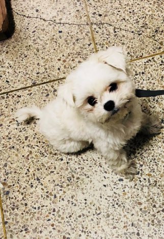 유기동물 발견 신고 | 강아지 고양이 구조 보호중 - 펫찾기 10번째 사진