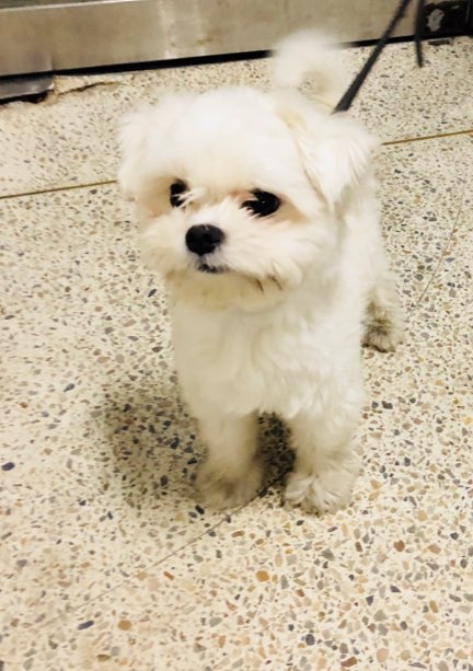 유기동물 발견 신고 | 강아지 고양이 구조 보호중 - 펫찾기 9번째 사진