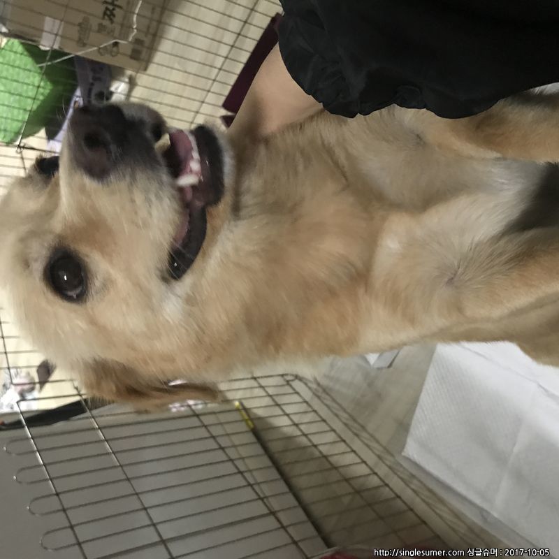 유기동물 발견 신고 | 강아지 고양이 구조 보호중 - 펫찾기 24번째 사진