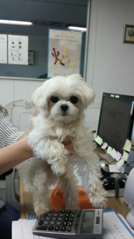 유기동물 발견 신고 | 강아지 고양이 구조 보호중 - 펫찾기 26번째 사진