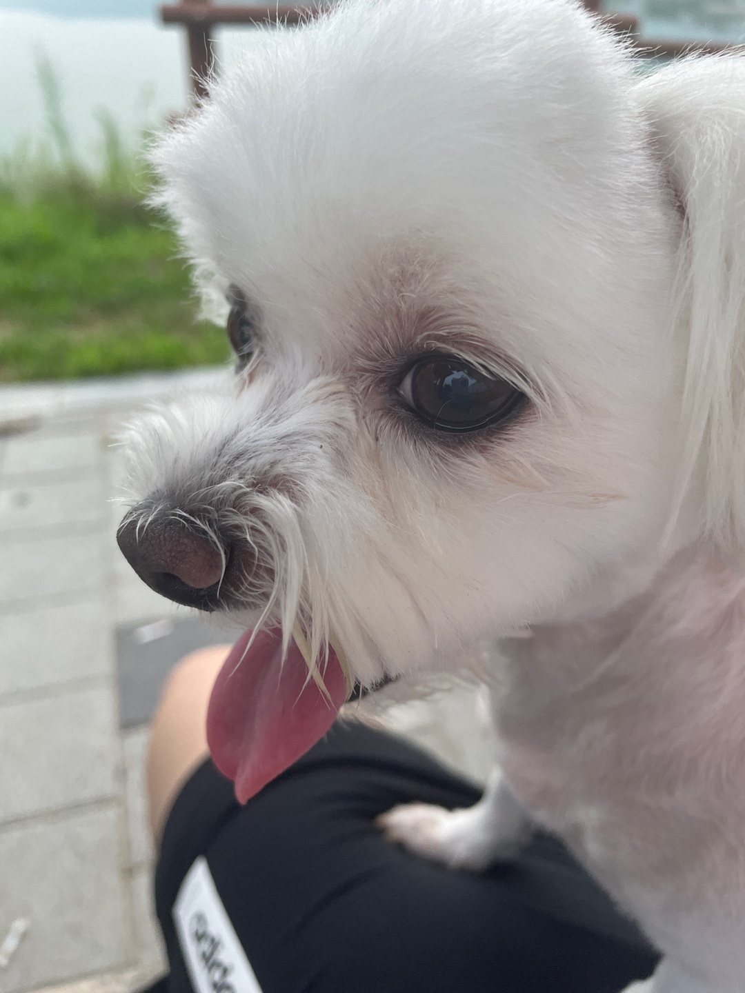 유기동물 발견 신고 | 강아지 고양이 구조 보호중 - 펫찾기 30번째 사진