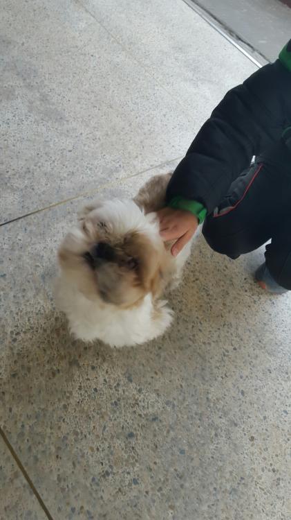 2/18 거여동에서 발견된 시츄를 사랑으로 입양해주실 분 제발 나타나주세요. - 보호중이예요 - 유기견 보호 센터 - 이미지 1